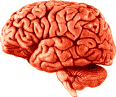 brain_lat_01_30.gif (4389 bytes)